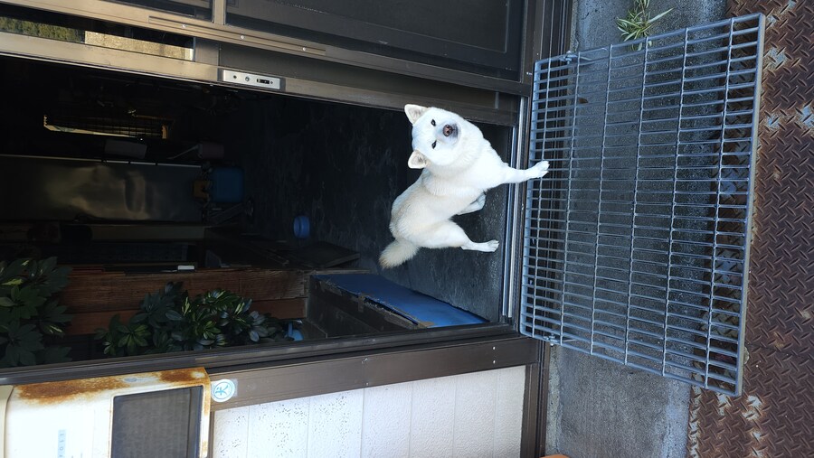 만성소화불량자의 8박9일 히로시마 여행 6,7일차 (쿠레, 미타라이)_189.jpg