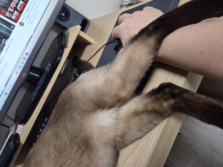 고양이 집사는 고양이 베개가 아니야!!!_2.jpg