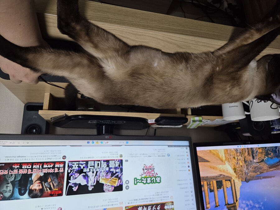 고양이 집사는 고양이 베개가 아니야!!!_4.jpg