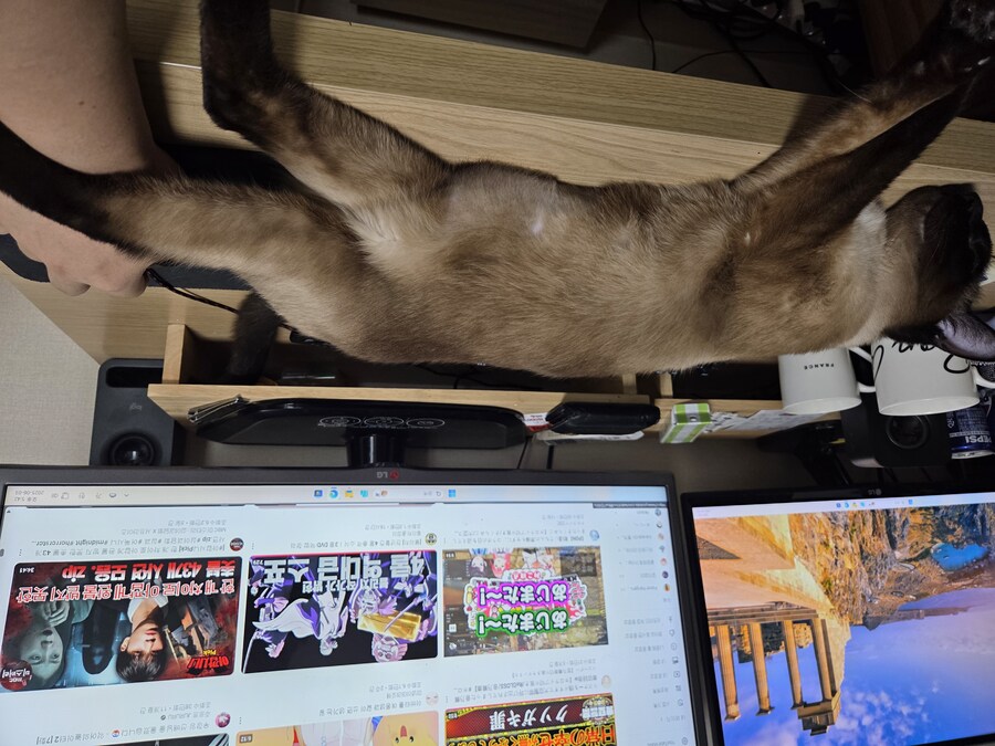 고양이 집사는 고양이 베개가 아니야!!!_5.jpg