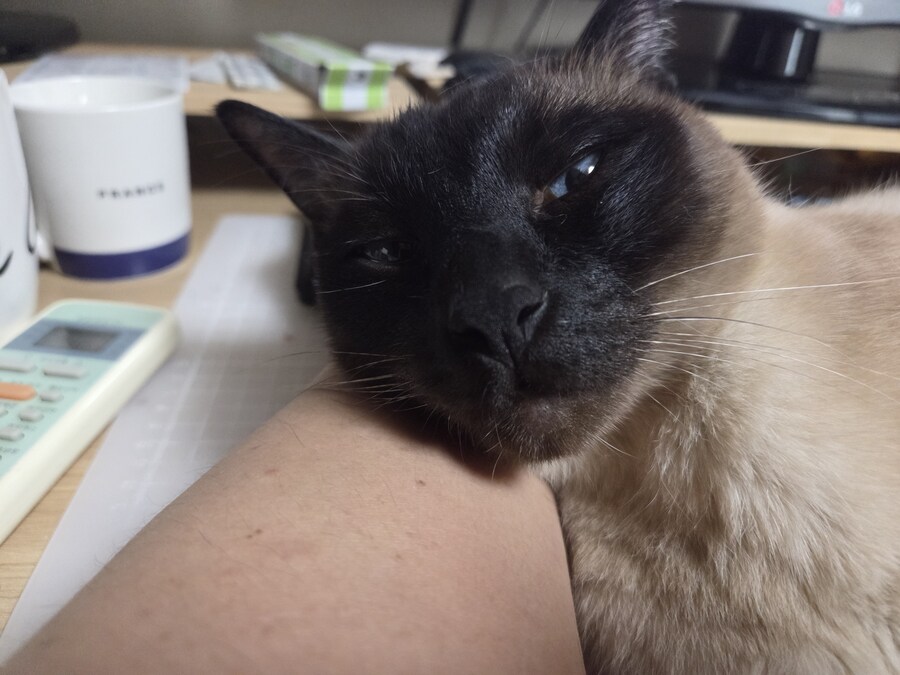 고양이 집사는 고양이 베개가 아니야!!!_7.jpg