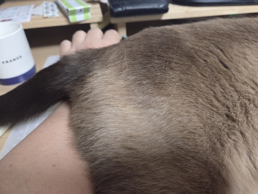 고양이 집사는 고양이 베개가 아니야!!!_8.jpg