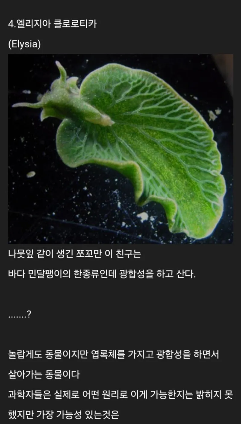 세계에 존재하는 신기한 생물들_5.webp