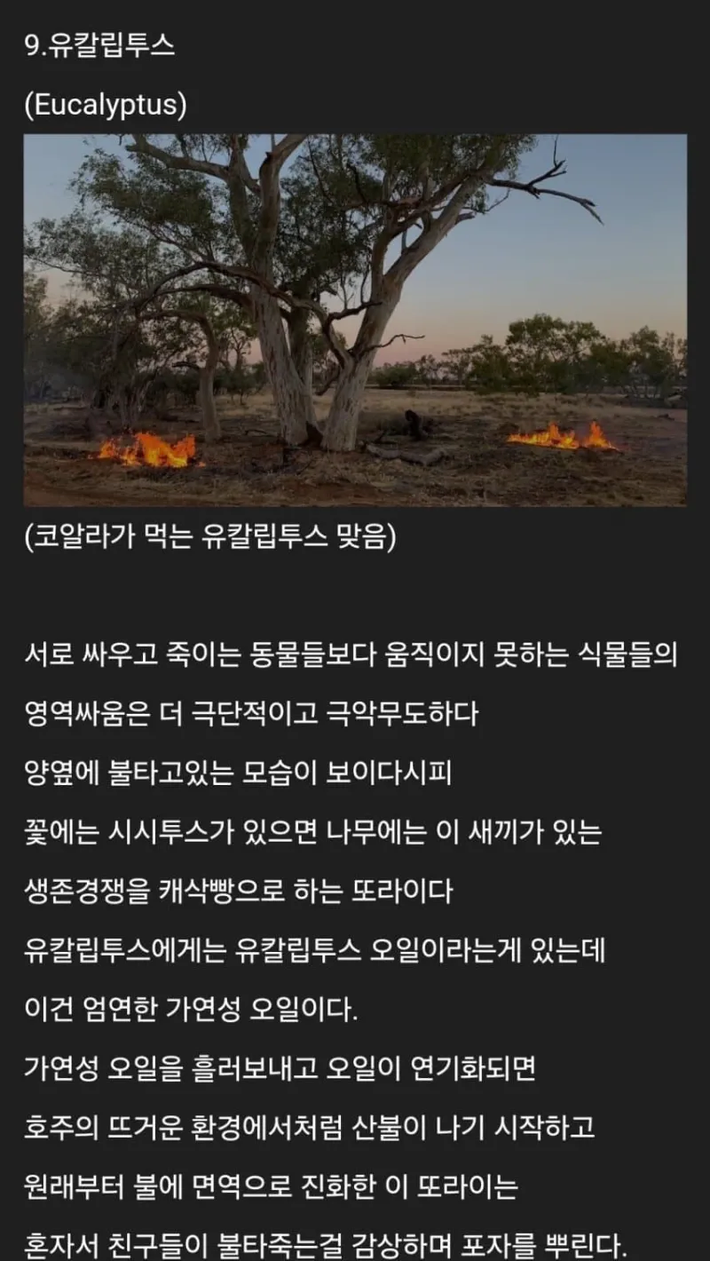 세계에 존재하는 신기한 생물들_16.webp