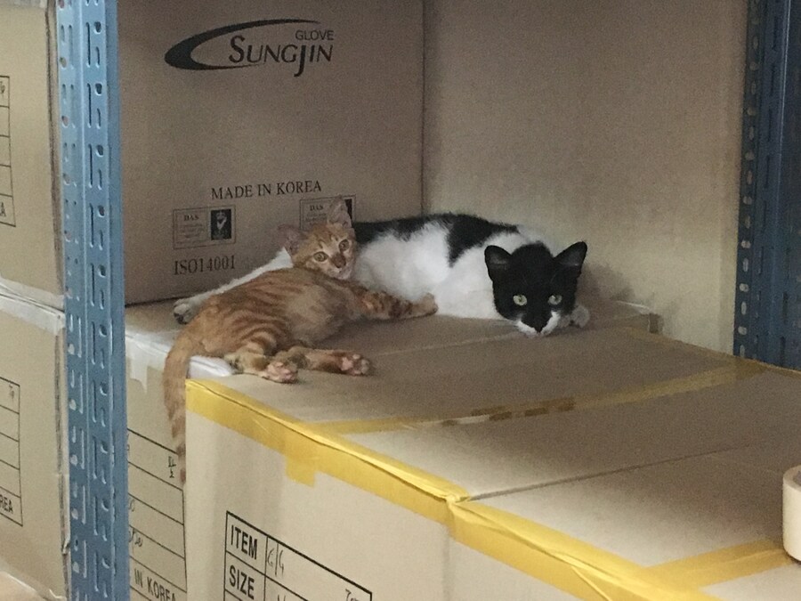 키우던 고양이가 무지개다리를 건넜습니다.._2.jpg