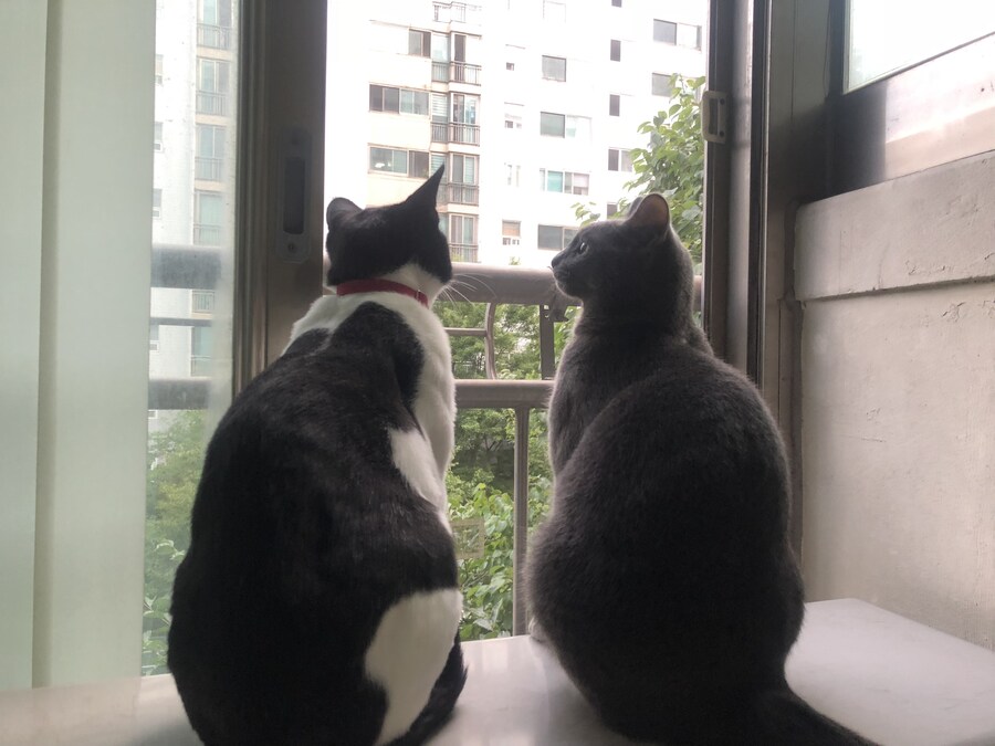 키우던 고양이가 무지개다리를 건넜습니다.._3.jpg