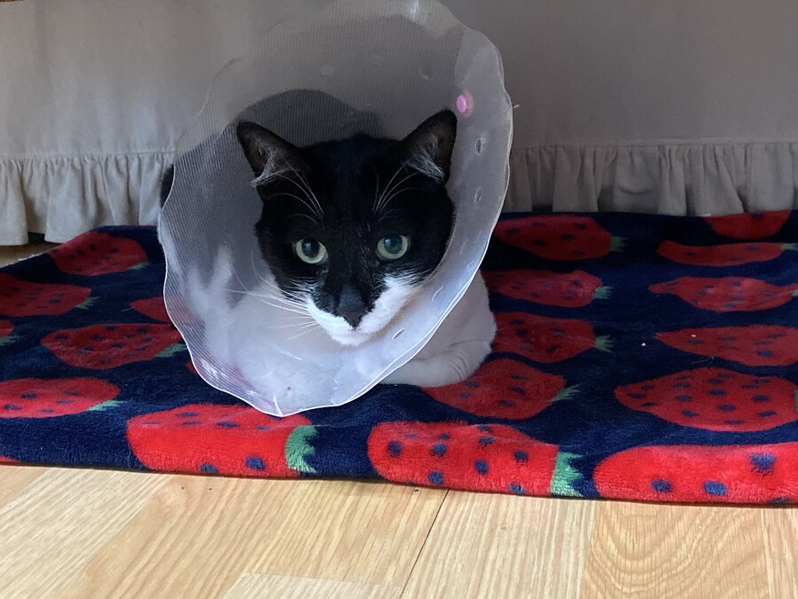 키우던 고양이가 무지개다리를 건넜습니다.._4.jpg