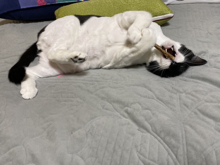 키우던 고양이가 무지개다리를 건넜습니다.._5.jpg