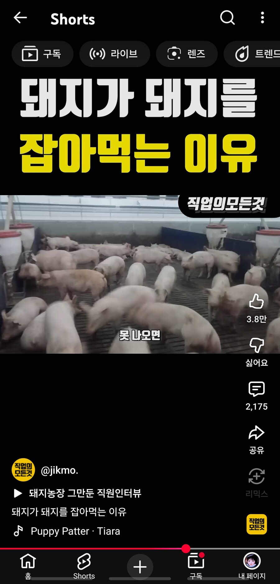 의외로 사람들이 잘 모르는 돼지의 위험성.jpg_7.jpg