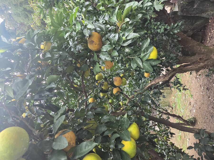 제주도 3박 4일 패키지 여행 다녀왔습니다._25.jpg