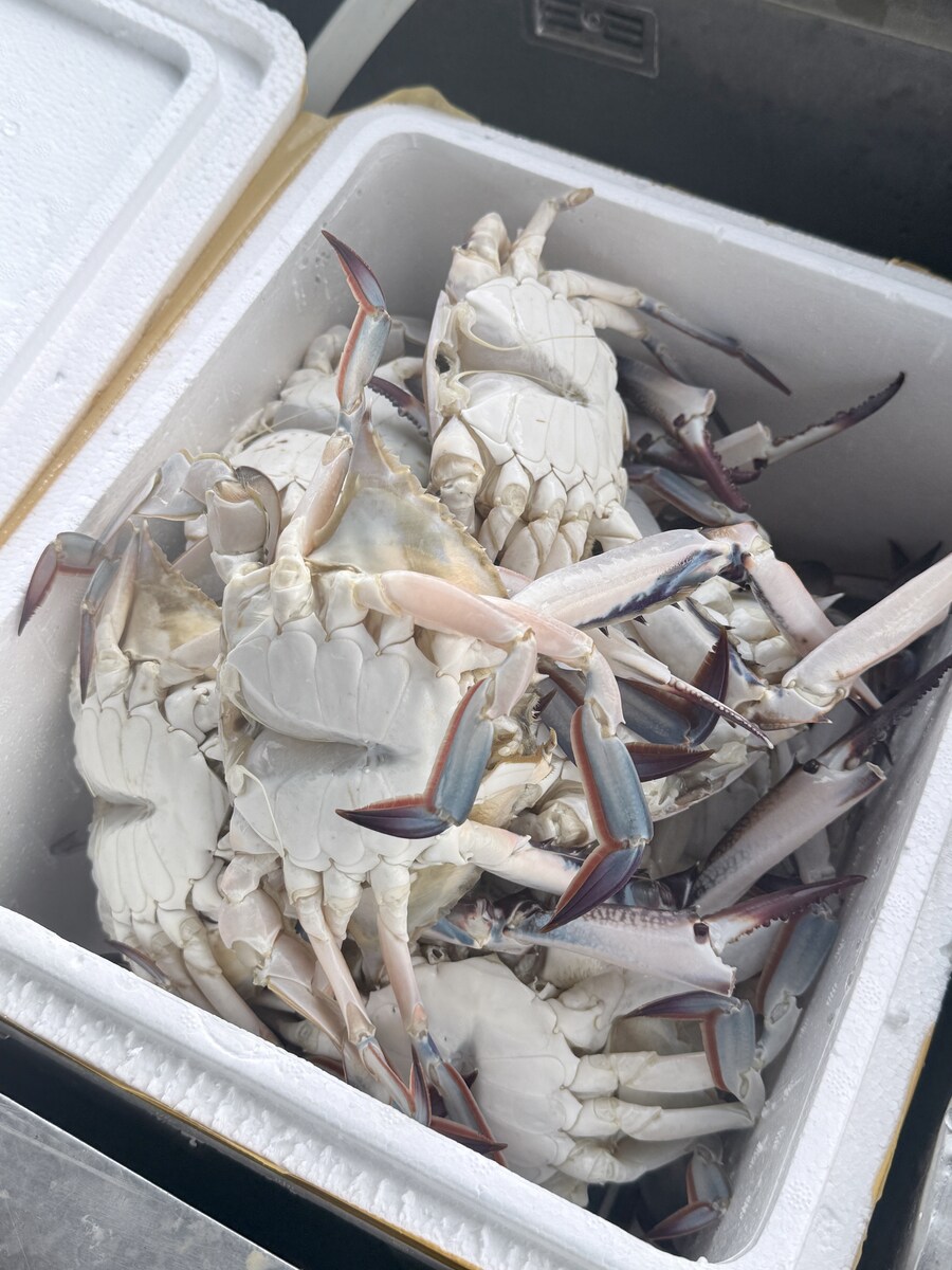 야외 회식_소고기,새우,꽃게_5.jpg