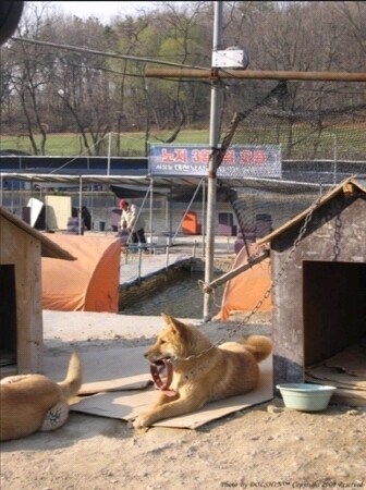 대한민국 시고르잡종 지능 수준_1.jpg