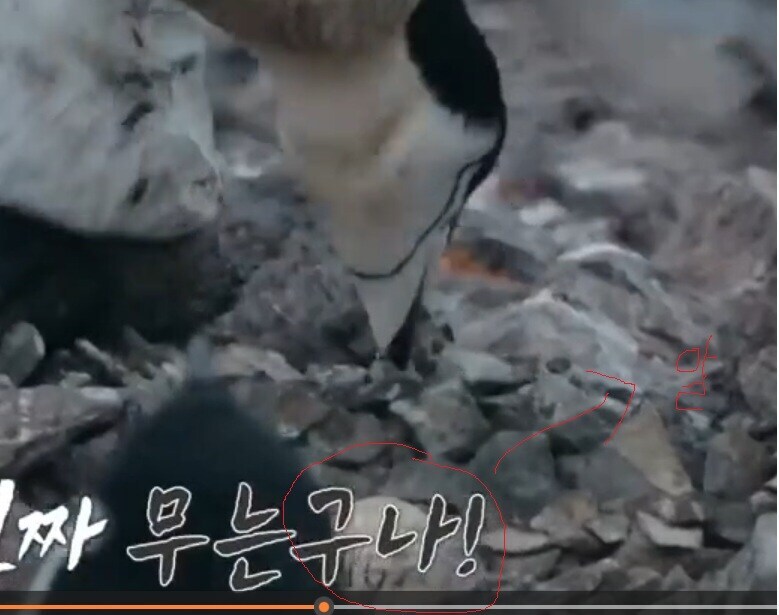 남극의시프) 남극토착동식물의 포획등의 승인 규정에 대한 분석_1.png