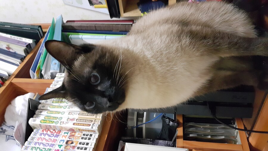 우리집 주인님 고양이별로 돌아 갔다._5.jpg