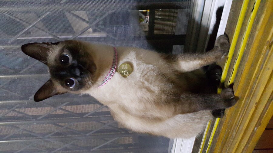 우리집 주인님 고양이별로 돌아 갔다._6.jpg