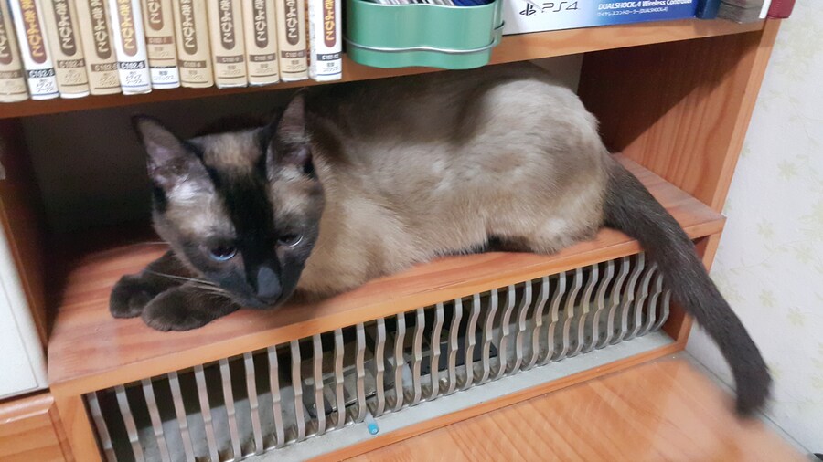 우리집 주인님 고양이별로 돌아 갔다._8.jpg