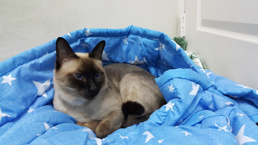 우리집 주인님 고양이별로 돌아 갔다._10.jpg