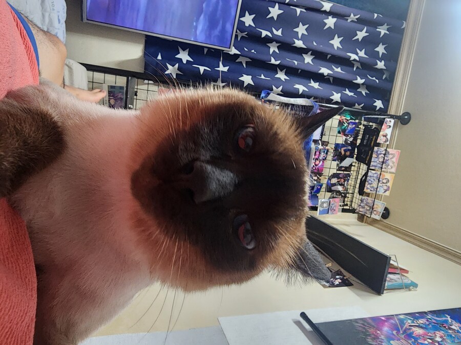 우리집 주인님 고양이별로 돌아 갔다._13.jpg