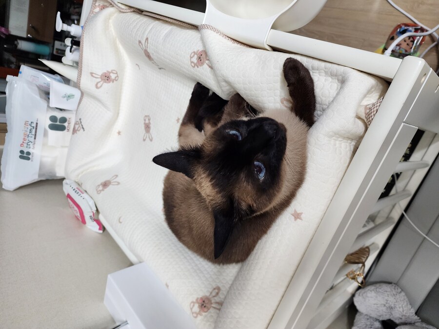 우리집 주인님 고양이별로 돌아 갔다._17.jpg