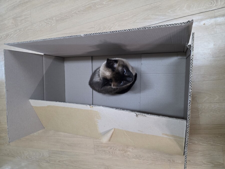 우리집 주인님 고양이별로 돌아 갔다._18.jpg