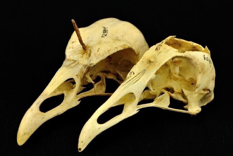 실제로 존재한다는 것이 신비한 세상의 생물들.jpg_17.jpg