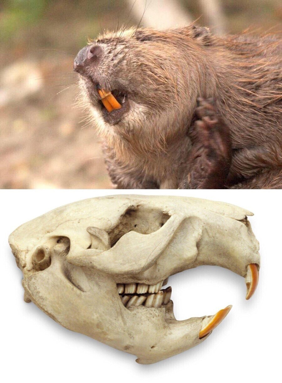 실제로 존재한다는 것이 신비한 세상의 생물들.jpg_18.jpg