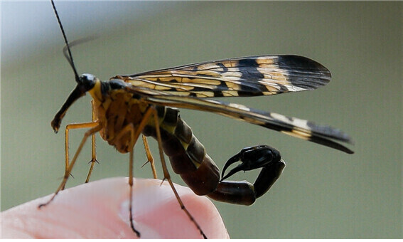 실제로 존재한다는 것이 신비한 세상의 생물들.jpg_21.jpg