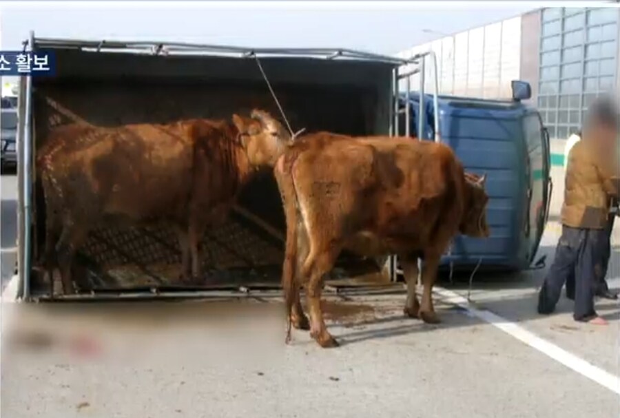 식객 역사상 최대의 무리수_2.jpg