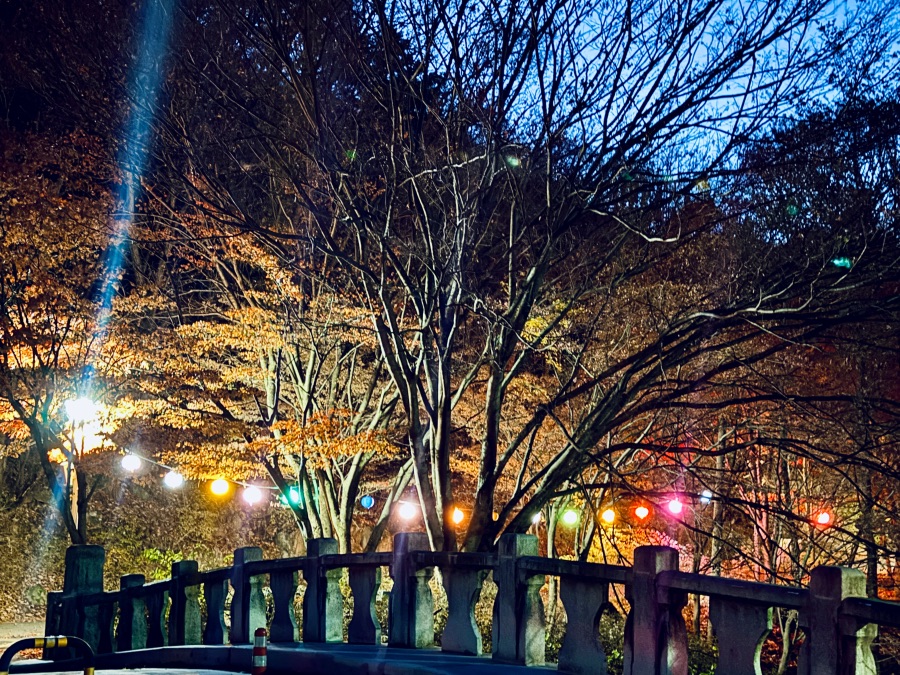 달성군 비슬산 자연휴양림_8.jpeg