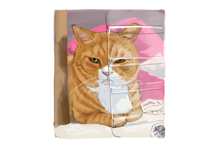 남의집 고양이 보고가이소_2.png