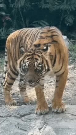 전통화에 그려진 호랑이의 인상이 더러운 이유_2.jpg