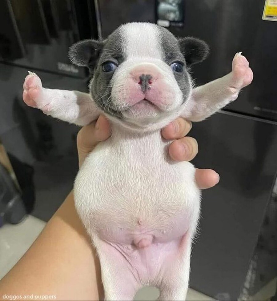 잘 먹은 강아지의 똥배_1.jpg