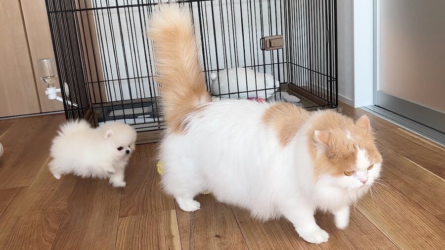 고양이집에 입양된 작은 포메는.jpg_1.jpg