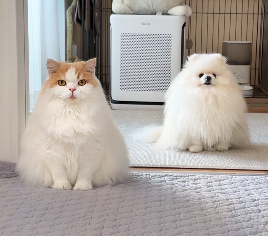 고양이집에 입양된 작은 포메는.jpg_2.jpg