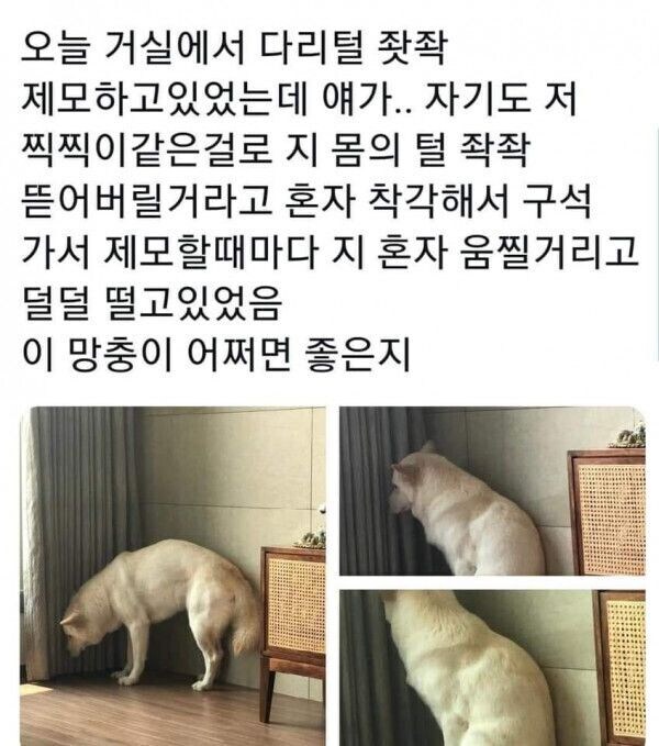 다리 털 제모하는 주인 보고 겁먹은 댕댕이_1.jpg