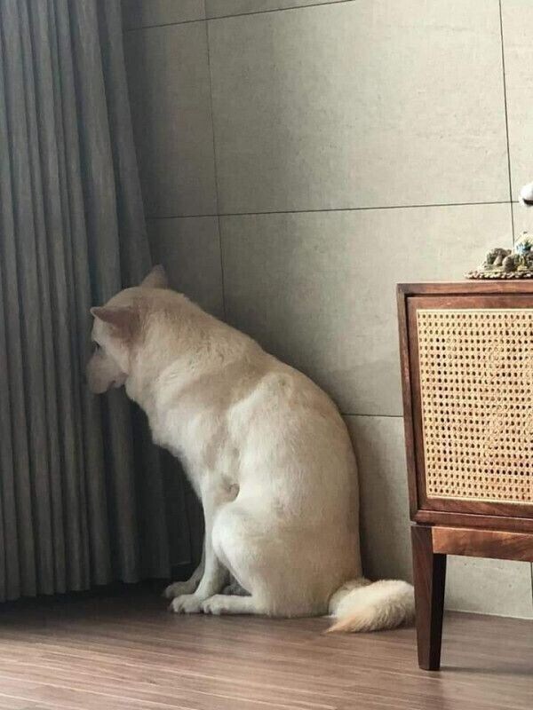 다리 털 제모하는 주인 보고 겁먹은 댕댕이_3.jpg