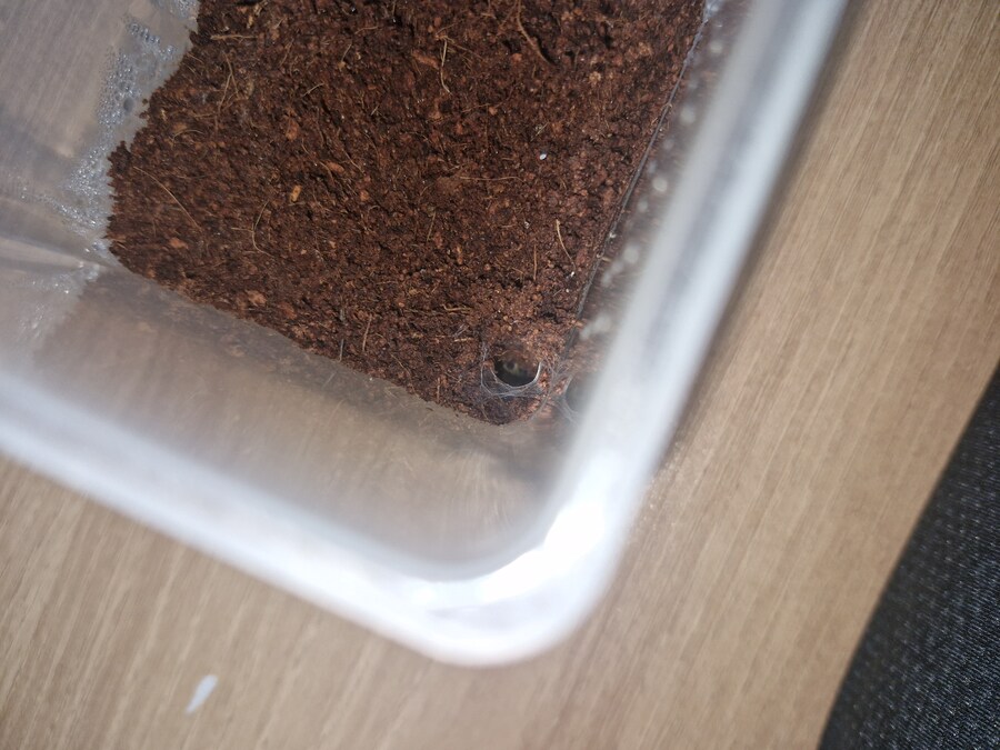 오늘 키우는 거미가 탈피했어_1.jpg