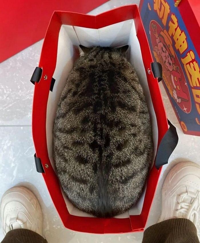 가방 속에 들어간 고양이.jpg_1.jpg