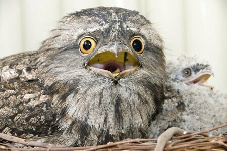 체인소맨) 요루의 본체_2.jpg