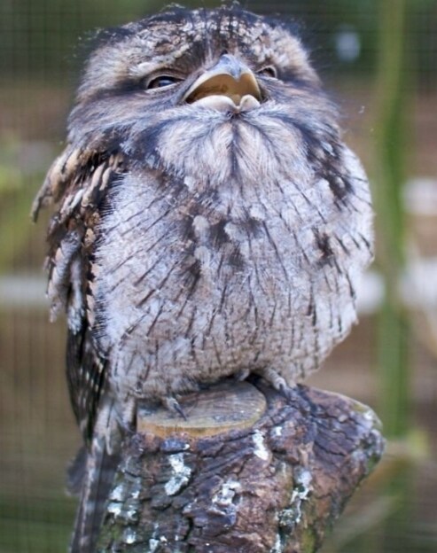 체인소맨) 요루의 본체_4.jpg