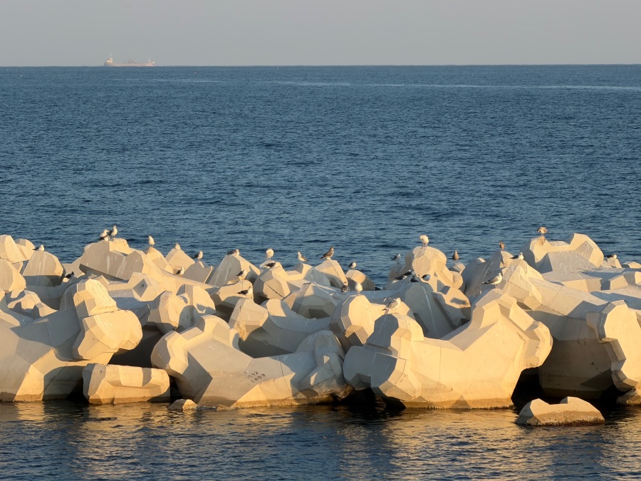 감포항과 수족관이 있는 카페_5.jpeg