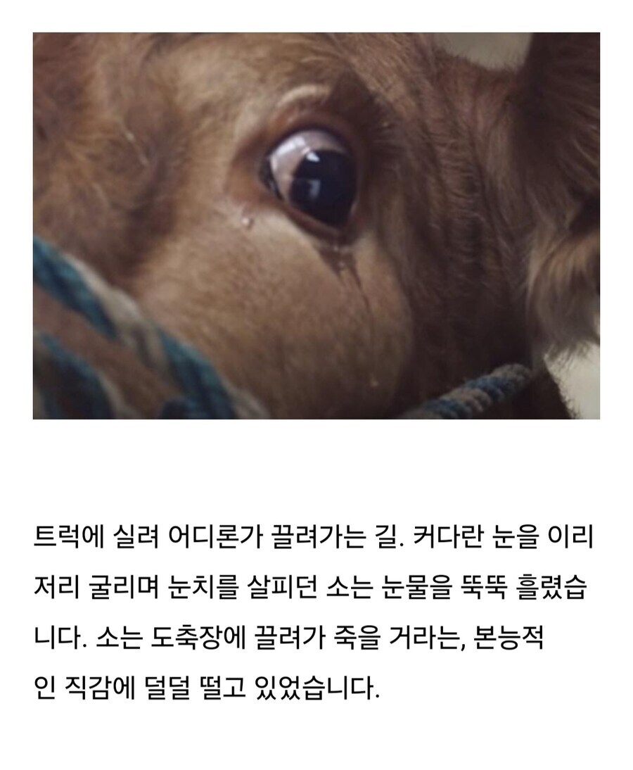 소는 도살장에 끌려가기전 자신의 죽음을 직감한다.jpg_1.jpg