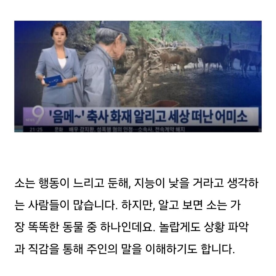 소는 도살장에 끌려가기전 자신의 죽음을 직감한다.jpg_3.jpg