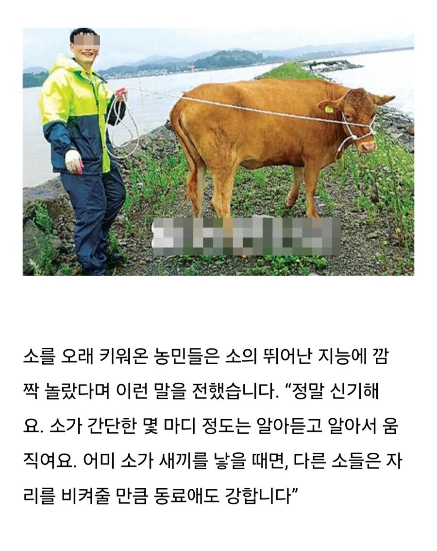 소는 도살장에 끌려가기전 자신의 죽음을 직감한다.jpg_4.jpg