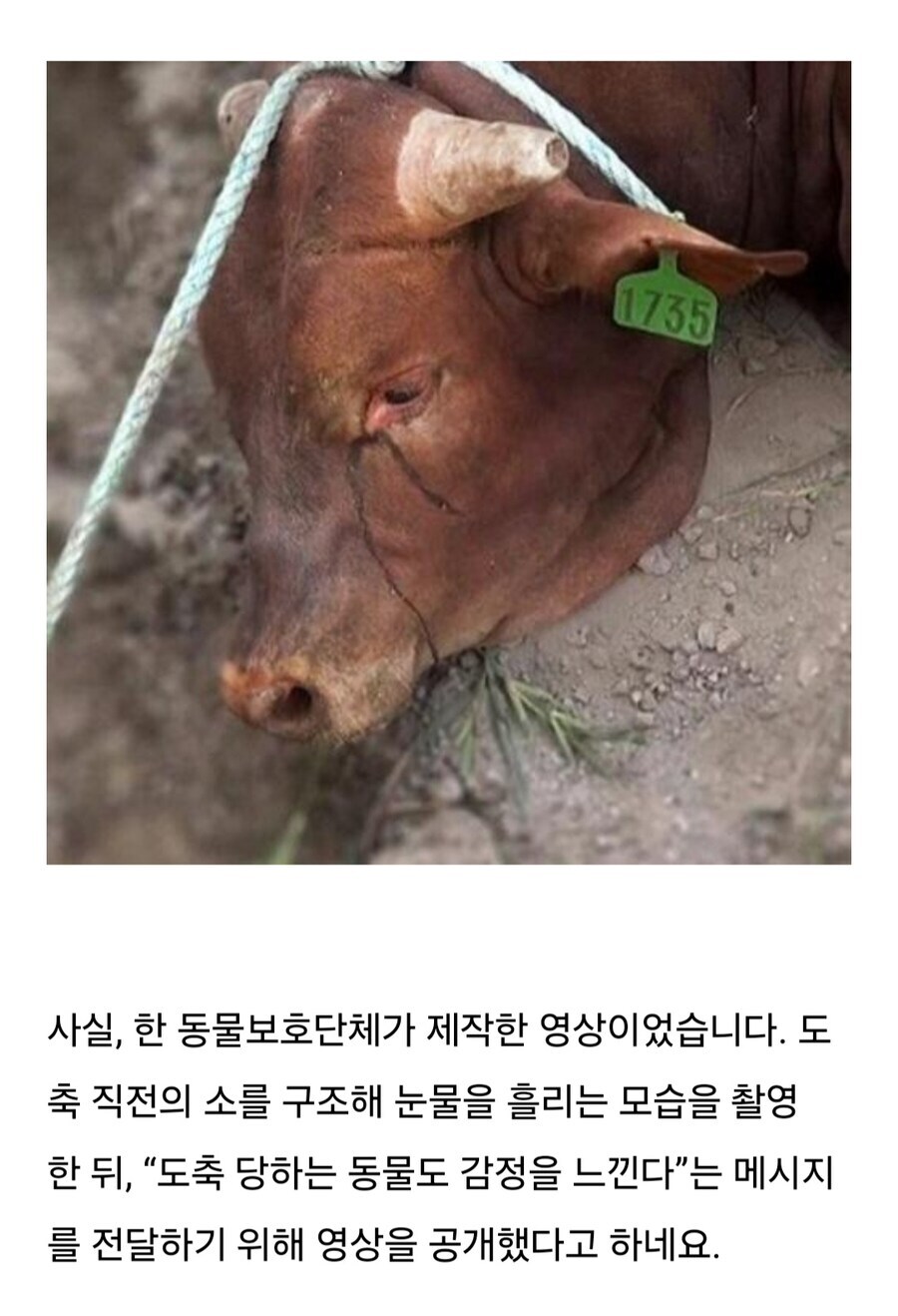 소는 도살장에 끌려가기전 자신의 죽음을 직감한다.jpg_13.jpg