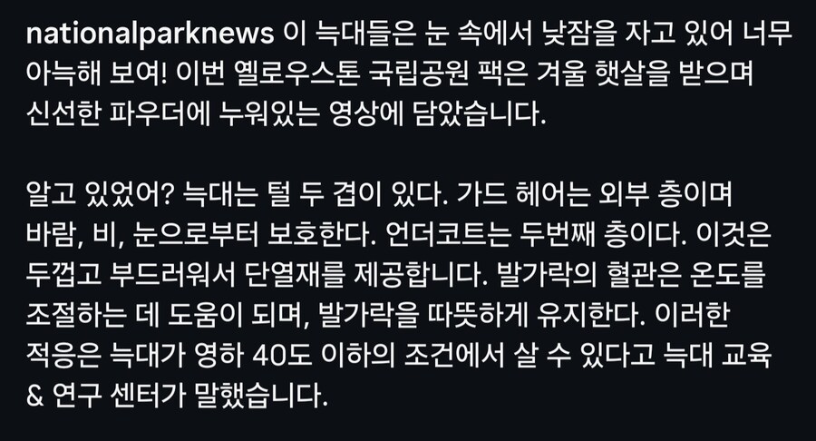 눈밭에서 낮잠중인 늑대들_1.jpg