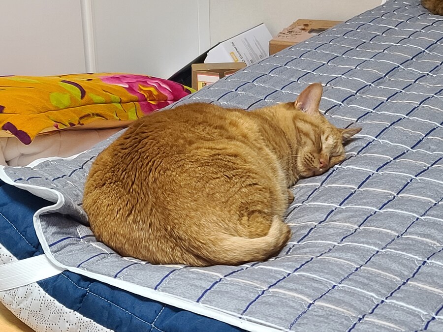 방금 전에 고양이 잡아먹음_1.jpg