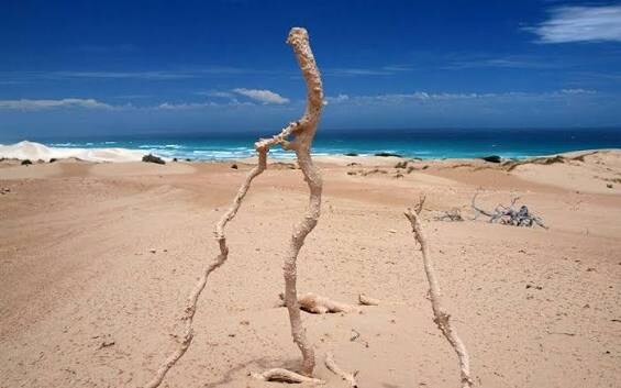 모래사장에 벼락이 내리꽂히면 생기는것_2.jpg