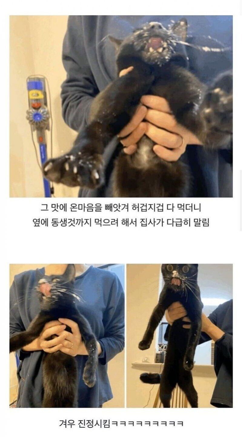 고양이용 케이크를 처음 먹어본 고양이.jpg_3.jpg