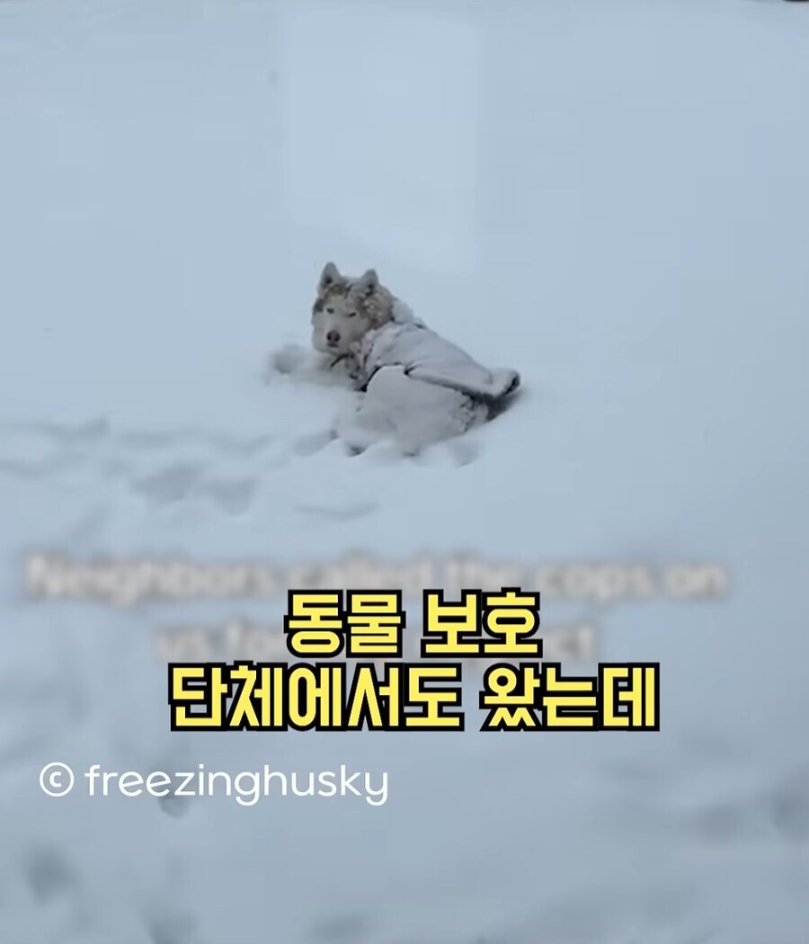 눈내리는 날 개를 밖에 뒀다고 동물학대로 신고당함_1.jpg